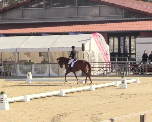 Reitturnier Schloß Holte 2018