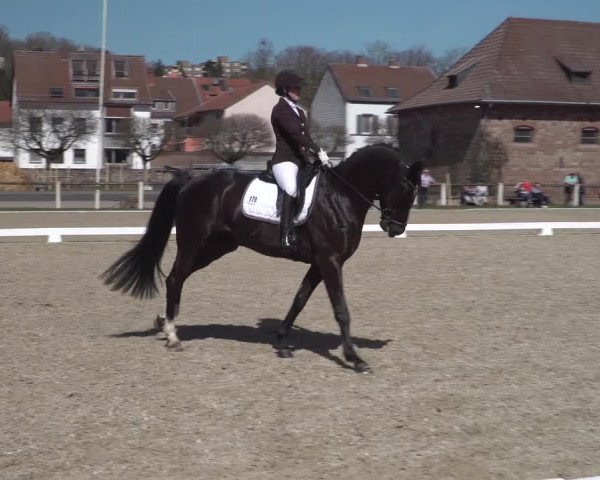 Reitturnier Zweibrücken 2018