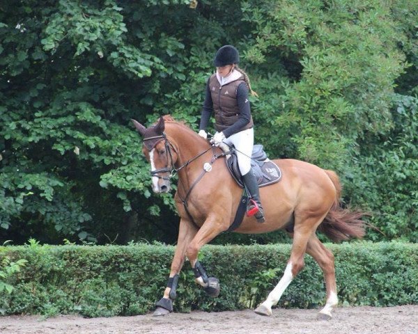 jumper Indianapolis S (Hessian Warmblood, 2004, from Im Frühling)