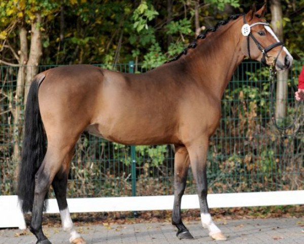 stallion Donnerglück 2 (German Riding Pony, 2013, from Donnerwetter)