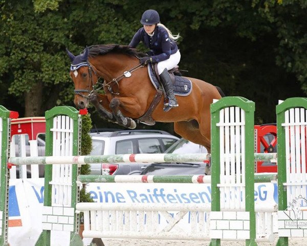 jumper Gangster 87 (KWPN (Royal Dutch Sporthorse), 2011, from Ultimo)