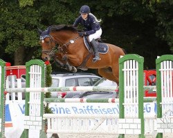 jumper Gangster 87 (KWPN (Royal Dutch Sporthorse), 2011, from Ultimo)