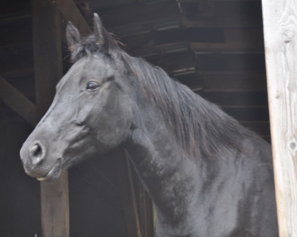 jumper Skylie JU (Hanoverian, 2009, from Sandro Boy)