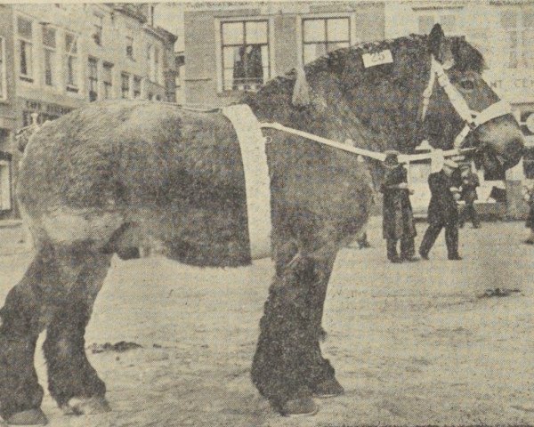 stallion Herseur van Alstein (Dutch Heavy Draft, , from Karel van Certain) stallion Herseur van Alstein (Dutch Heavy Draft, , from Karel van Certain)