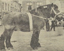 stallion Herseur van Alstein (Dutch Heavy Draft,  , from Karel van Certain)
