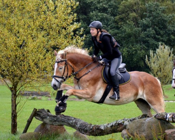 Pferd Amarena 93 (Haflinger, 2007, von Anthony)