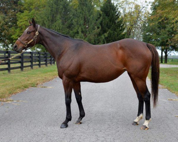 broodmare Spring Party xx (Thoroughbred, 2006, from Smart Strike xx)