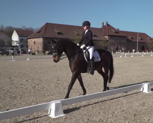 Reitturnier Zweibrücken 2018