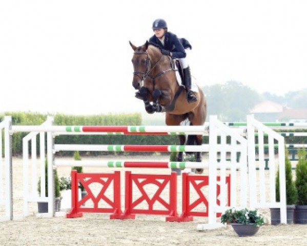 jumper Dakota IV (Holsteiner, 2011, from Diarado)
