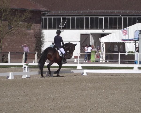 Reitturnier Zweibrücken 2018