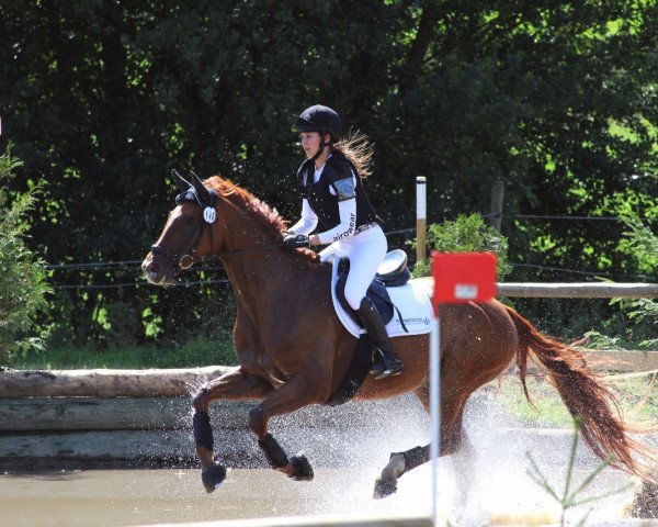 dressage horse Don Leo 4 (Württemberger, 2008, from Don Diamond)