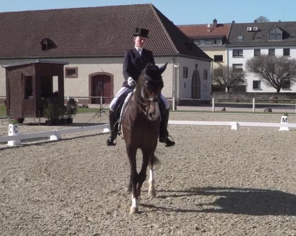 Reitturnier Zweibrücken 2018