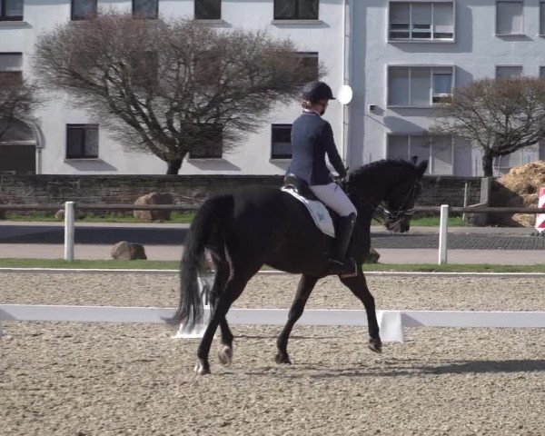 Reitturnier Zweibrücken 2018