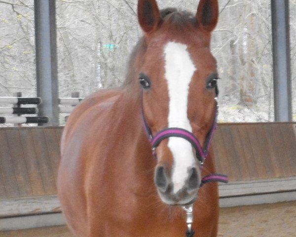 dressage horse Singold's Coletta (German Riding Pony, 2002, from Veni Vidi Vici)