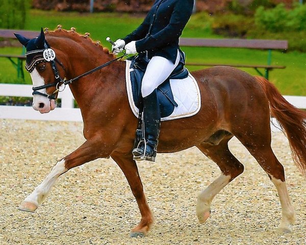 Cheval de dressage Kaiserbach's Balduin (Welsh Pony (Sec.B), 2001, de Zwaluwenburg's Benjamin)