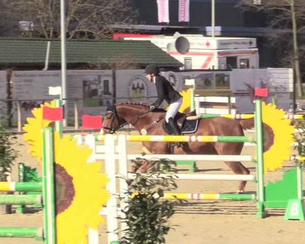 Reitturnier Schloß Holte 2018