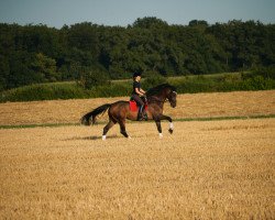 Dressurpferd Flash D (KWPN (Niederländisches Warmblut), 2010, von Zhivago)