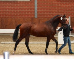 jumper Chester N (Oldenburg, 2013, from Cornet's Prinz)