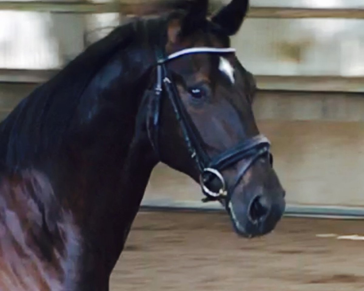 horse Sir Simon Star L (Württemberger, 2009, from Sir Sandro)