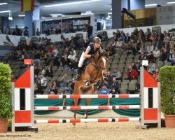 jumper GWH Abigail (New Forest Pony, 2011, from Cassedy)