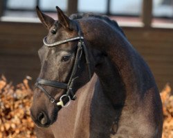 broodmare Secret Escape (Hanoverian, 2015, from Scolari)