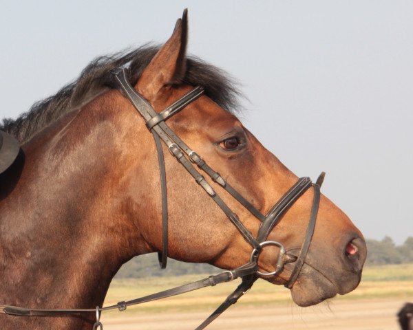 jumper Paddock de la Pomme (Zangersheide riding horse, 2010, from Gaillard de La Pomme)