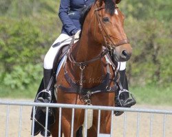 jumper Beau Baquito de Baussy (Westphalian, 2007, from Baquito)