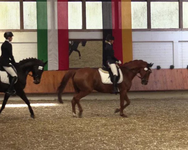 Reitturnier Bottrop 2018