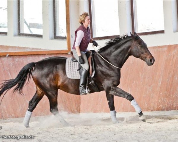 broodmare Gladis (Zweibrücken, 2002, from Hevert Gameboy)