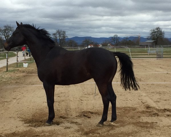 horse Herzensdieb (ex Hohenstein III) (Trakehner, 2006, from Caprimond)