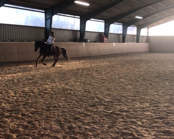 broodmare For your eyes only (Hanoverian,  )