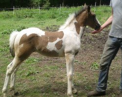 dressage horse Sally (Pinto / Pony, 2017, from Gringo S)