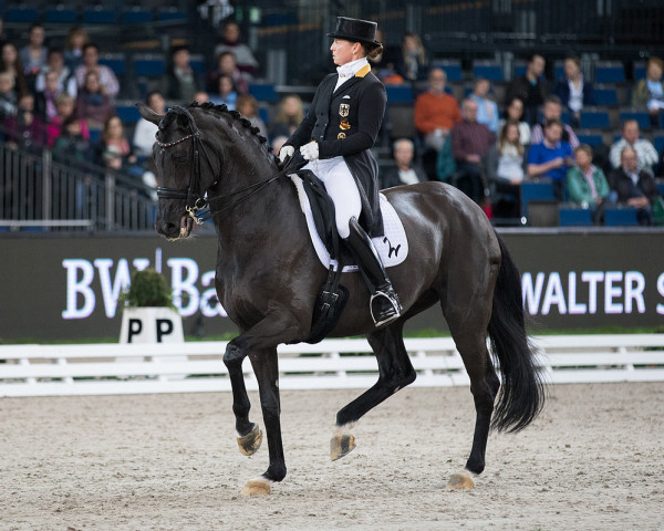 broodmare Weihegold OLD (Oldenburg, 2005, from Don Schufro)