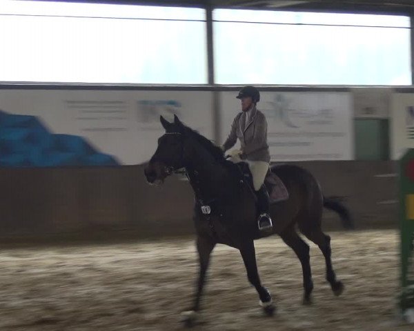 Reitturnier Jüchen-Waat 2018