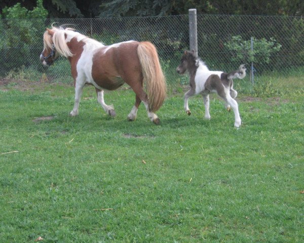 broodmare Tita (Shetland pony (under 87 cm), , from Theseus) broodmare Tita (Shetland pony (under 87 cm), , from Theseus)