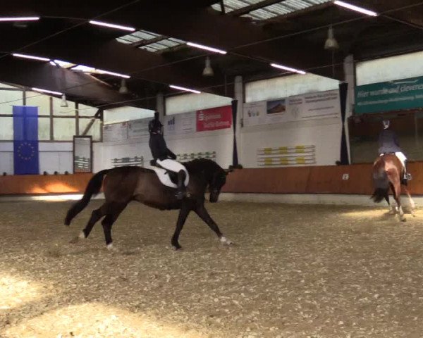 Reitturnier Bottrop 2018