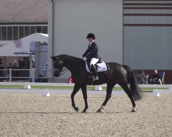 Reitturnier Zweibrücken 2018