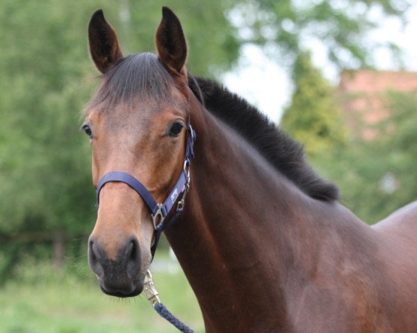 Pferd Ruinart (Hannoveraner, 2015, von Radisson)