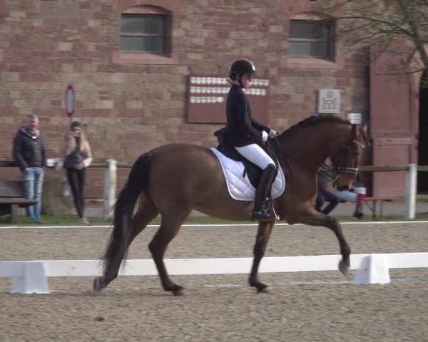 Reitturnier Zweibrücken 2018