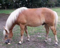 dressage horse Santiano K (Haflinger, 2014, from Solero)