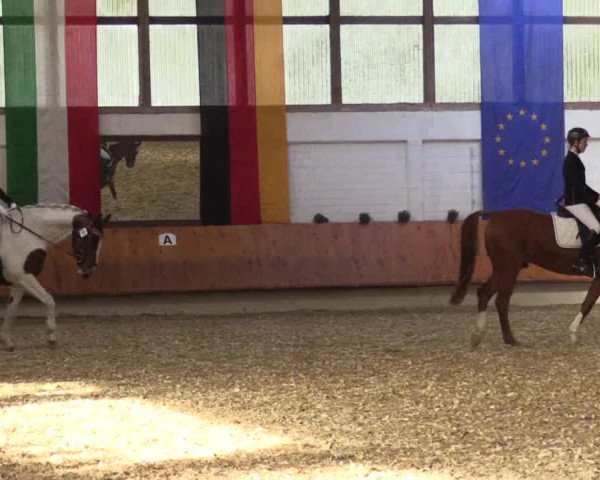 Reitturnier Bottrop 2018