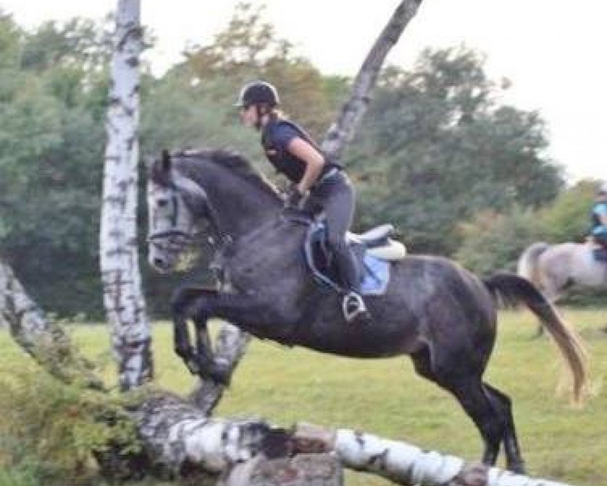 Springpferd Don Camillo 283 (Westfale, 2013, von Desiderius L)