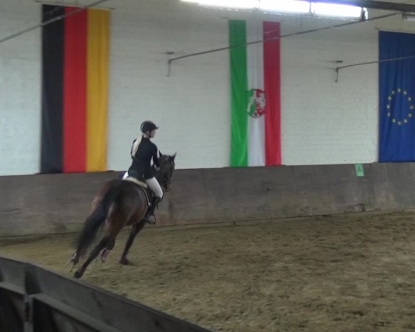 Reitturnier Jüchen-Waat 2018