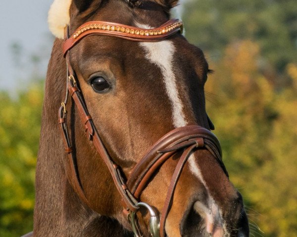 horse Diamant (Hanoverian, 2014, from De Niro)