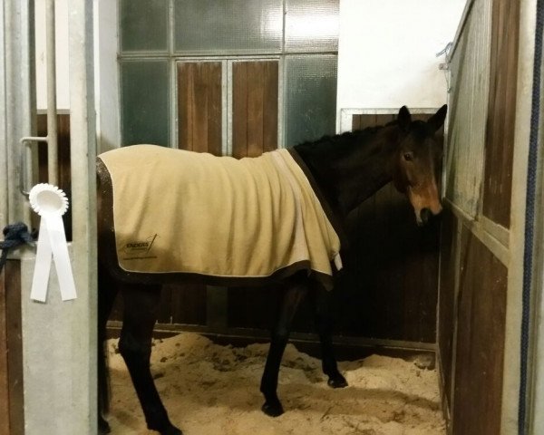 broodmare Fortuna (German Sport Horse, 2006, from Grafenstolz)