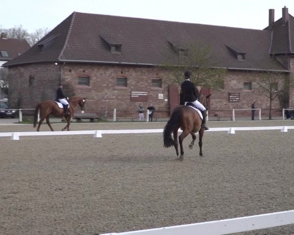 Reitturnier Zweibrücken 2018