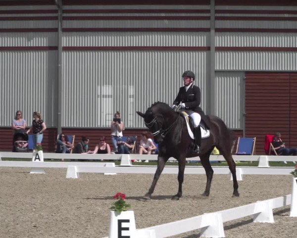 Reitturnier Zweibrücken 2018