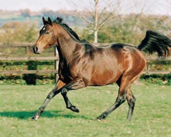 Deckhengst Sendawar xx (Englisches Vollblut, 1996, von Priolo xx)