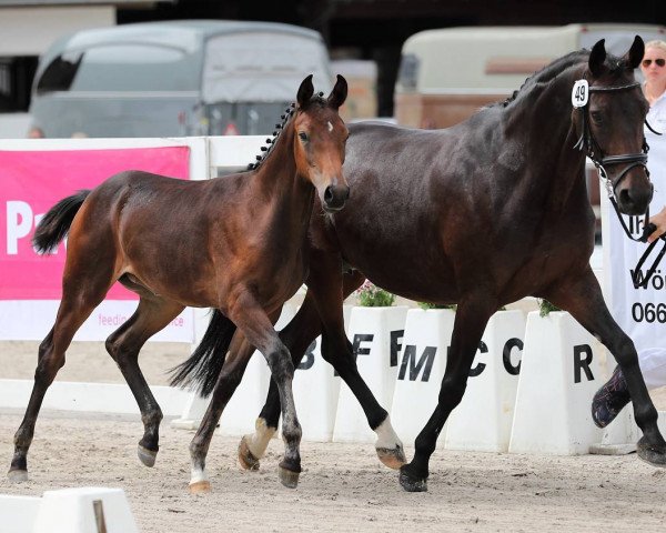Pferd Delana (Österreichisches Warmblut, 2017, von Fürst Romancier)