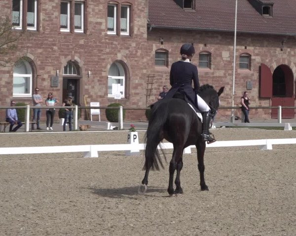 Reitturnier Zweibrücken 2018